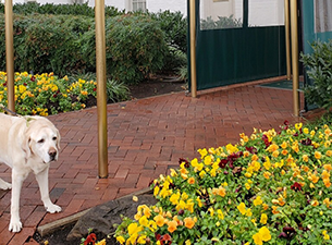 Galahad stands in front of the green awning of the Capitol Hill Club during one of his stays. Bright yellow and dark red flowers line the brick walkway to the club.